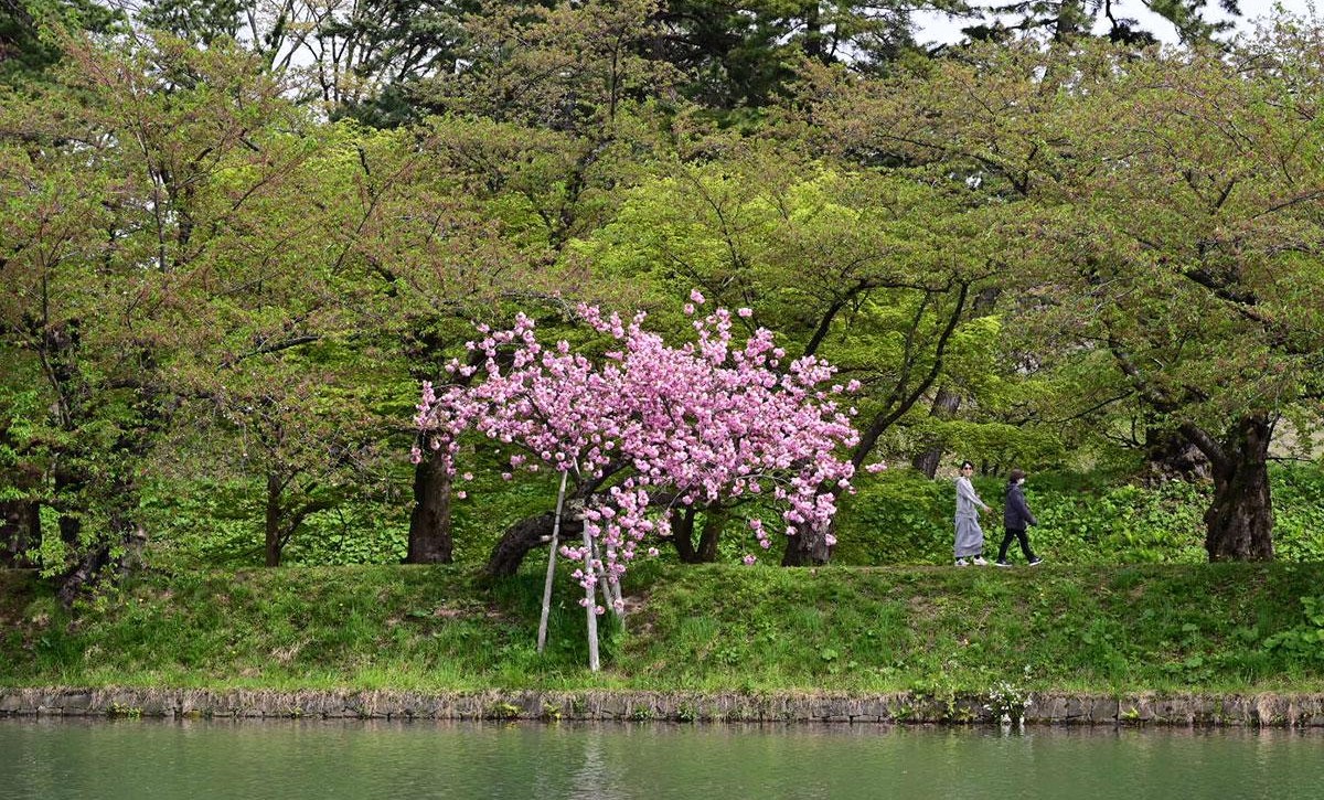 青森県、弘前公園の１本桜が見頃！植樹300年以上という伝説も？